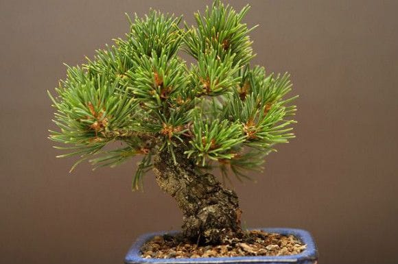 九重五葉松 豆盆栽 樹齢13年の一点物盆栽を販売｜盆栽妙 – 盆栽妙 本店