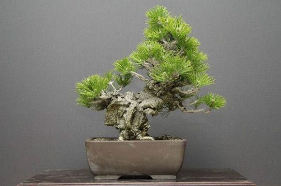 錦松(夢錦) 中品盆栽 樹齢20年の一点物盆栽を販売｜盆栽妙 – 盆栽妙 本店