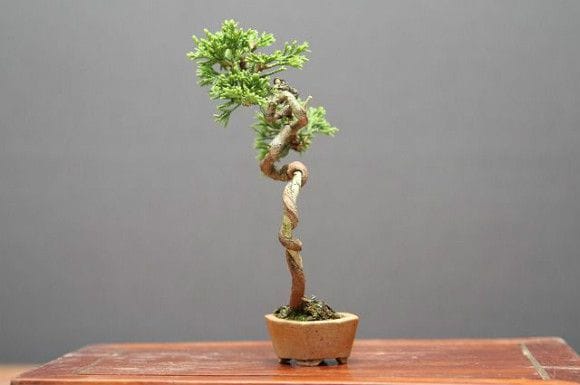 糸魚川真柏 豆盆栽 樹齢15年の一点物盆栽を販売｜盆栽妙 – 盆栽妙 本店