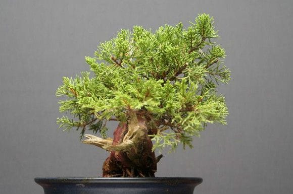 糸魚川真柏 小品盆栽 樹齢30年の一点物盆栽を販売｜盆栽妙 – 盆栽妙 本店