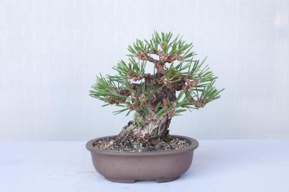 一点物 匠の盆栽】 黒松(瑞宝) No.214｜盆栽妙 – 盆栽妙 本店