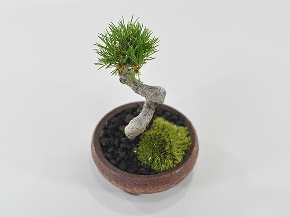 九重五葉松の盆栽を販売｜盆栽妙 – 盆栽妙 本店