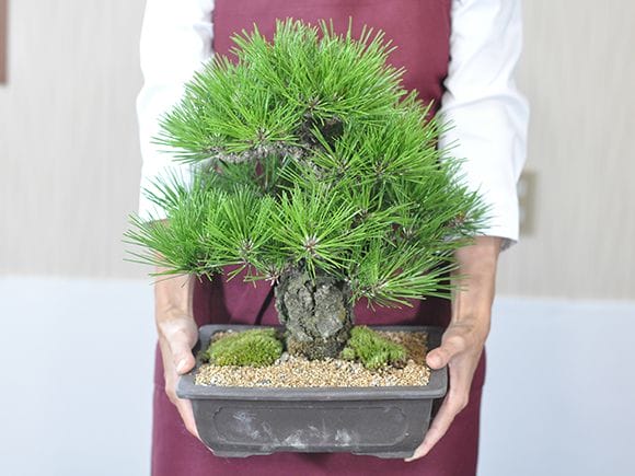 岩石性黒松の盆栽を販売｜盆栽妙 – 盆栽妙 本店