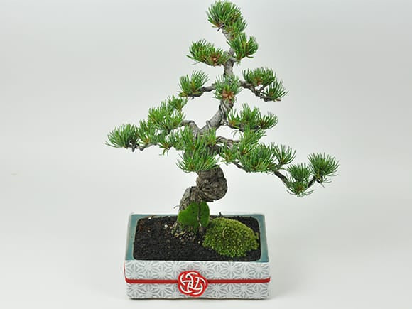 四国五葉松 洗練された和モダン 雅シリーズ｜盆栽妙 – 盆栽妙 本店