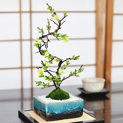 特選白花長寿梅 古木の盆栽を販売｜入門は盆栽妙 – 盆栽妙 本店