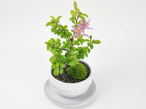 ミニ睡蓮木の盆栽｜プレゼントに盆栽妙 – 盆栽妙 本店