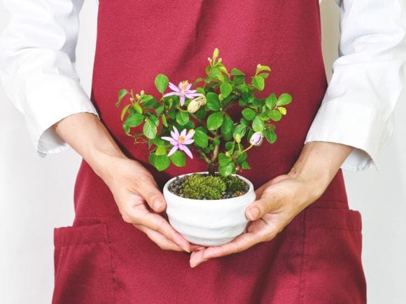 ミニ睡蓮木の盆栽｜プレゼントに盆栽妙 – 盆栽妙 本店