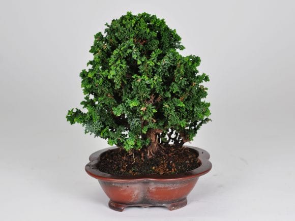 匠の盆栽】石化ヒノキ 1点もの No.258【平松浩二】の盆栽を販売｜盆栽