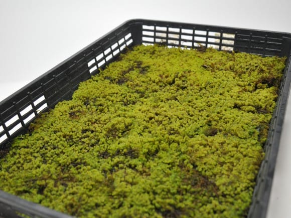 砂苔(スナゴケ)大トレー(5枚セット)を販売｜盆栽妙 – 盆栽妙 本店