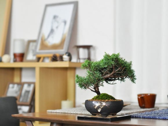 紀州真柏の盆栽を販売｜盆栽妙 – 盆栽妙 本店