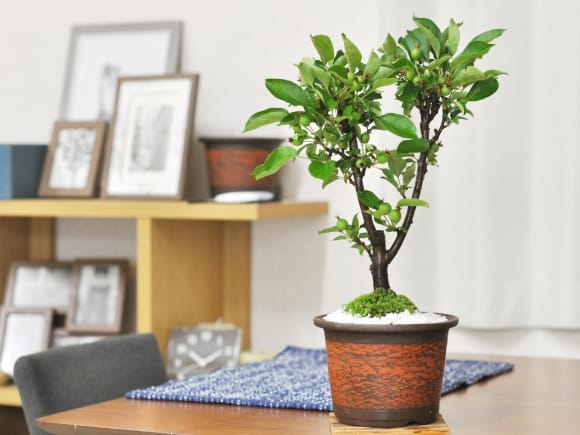 3139_1.jpg?v=1700708793&width=1946