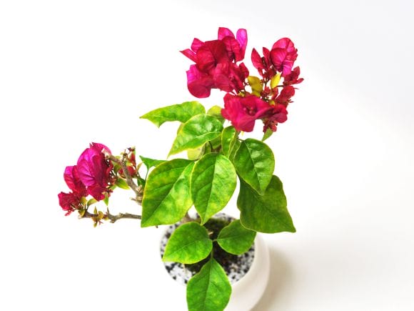 ブーゲンビリアの盆栽を販売｜盆栽妙 – 盆栽妙 本店