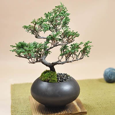 19号鉢(幅57～59cm)の販売｜盆栽鉢の盆栽妙 – 盆栽妙 本店