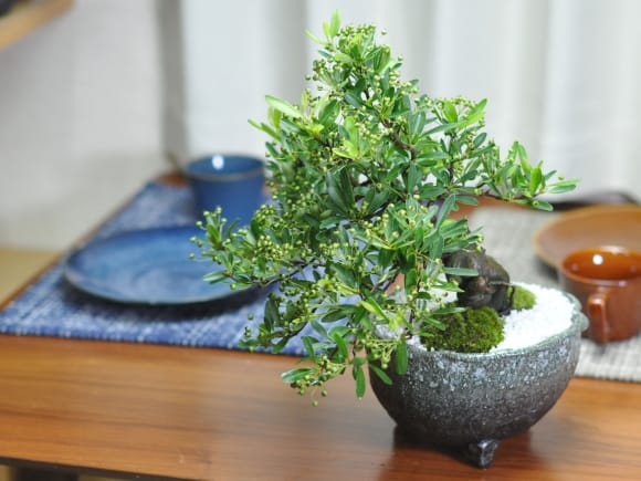 ピラカンサの盆栽を販売｜盆栽妙 – 盆栽妙 本店