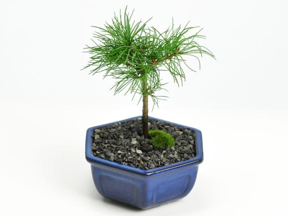 3209_1.jpg?v=1700710258&width=1946