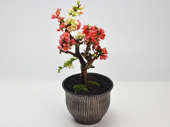 紅白長寿梅の盆栽を販売｜盆栽妙 – 盆栽妙 本店