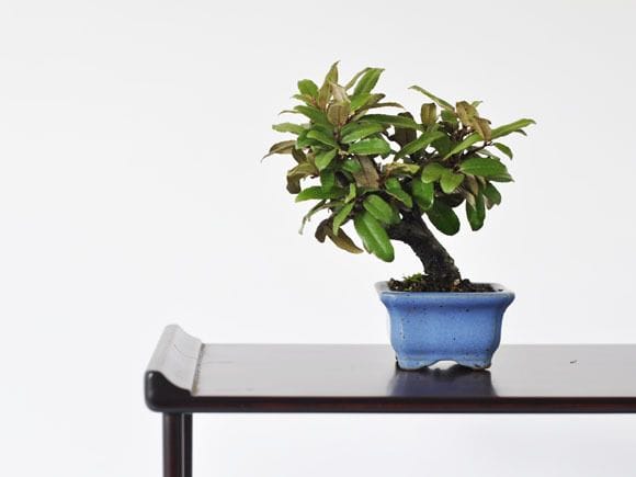 寒グミ 1点もの No.234の盆栽を販売｜講座は盆栽妙 – 盆栽妙 本店