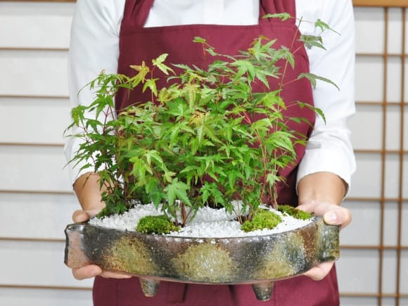 紅葉の森 豪華絢爛を販売｜盆栽妙 – 盆栽妙 本店