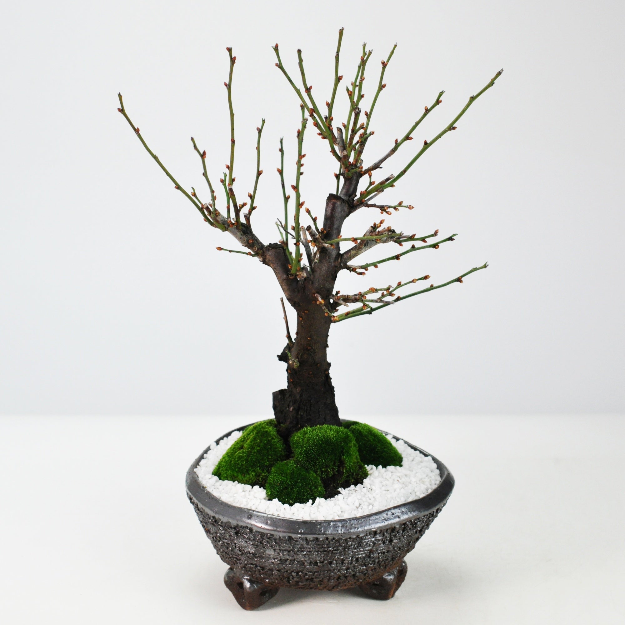 野梅の盆栽を販売｜入門は盆栽妙 – 盆栽妙 本店