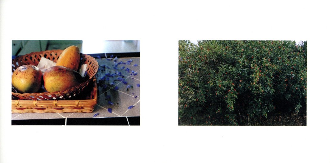 Chicken Skin Photographs part two / 写真：清野賀子 デザイン：石崎