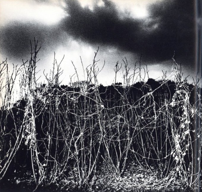 植物に / 写真：山村雅昭 | 小宮山書店 KOMIYAMA TOKYO | 神保町 古書