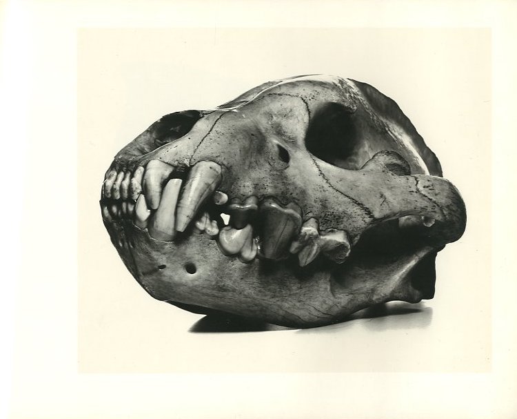 Cranium Architecture / Irving Penn | 小宮山書店 KOMIYAMA TOKYO