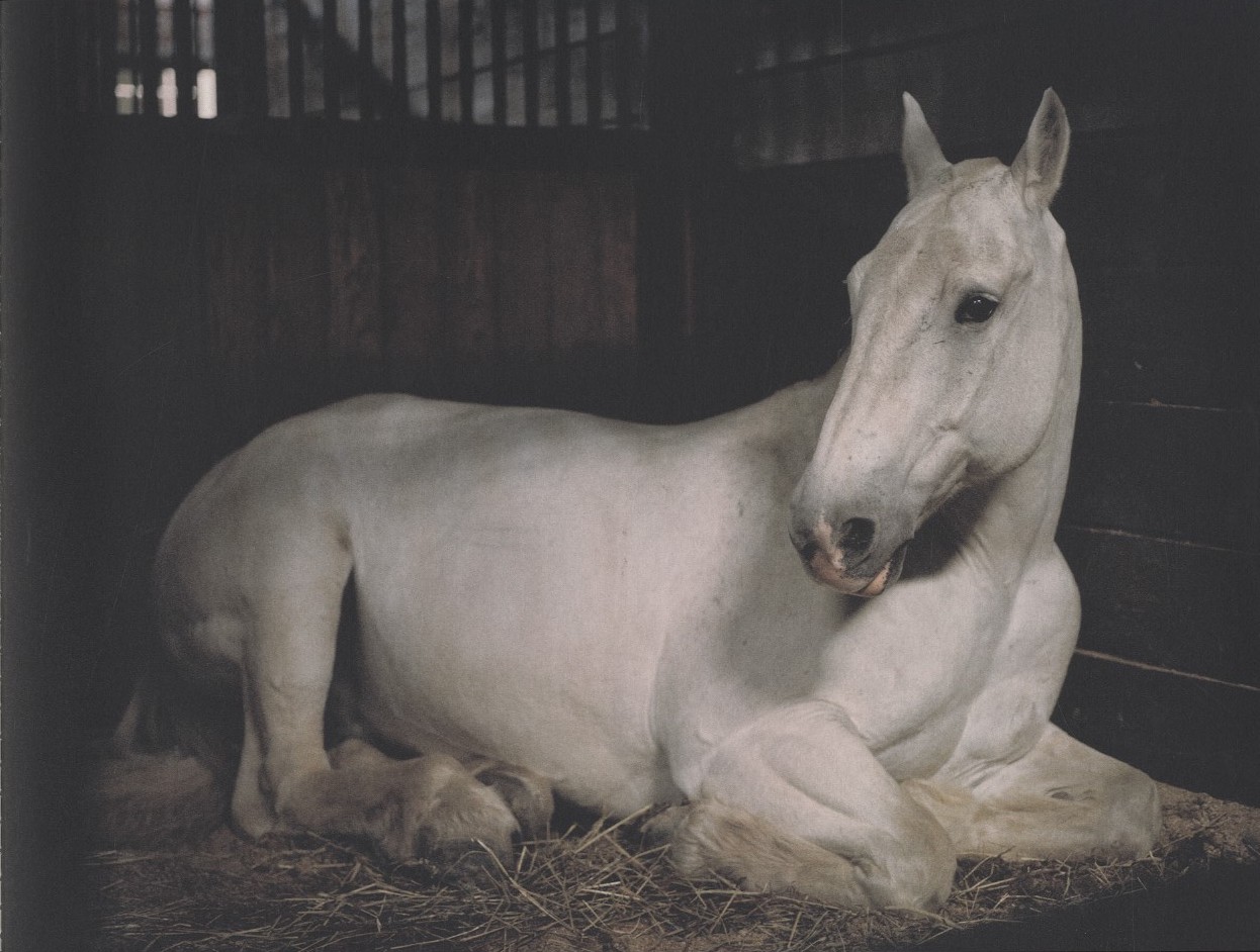 ANIMA / Charlotte Dumas | 小宮山書店 KOMIYAMA TOKYO | 神保町 古書