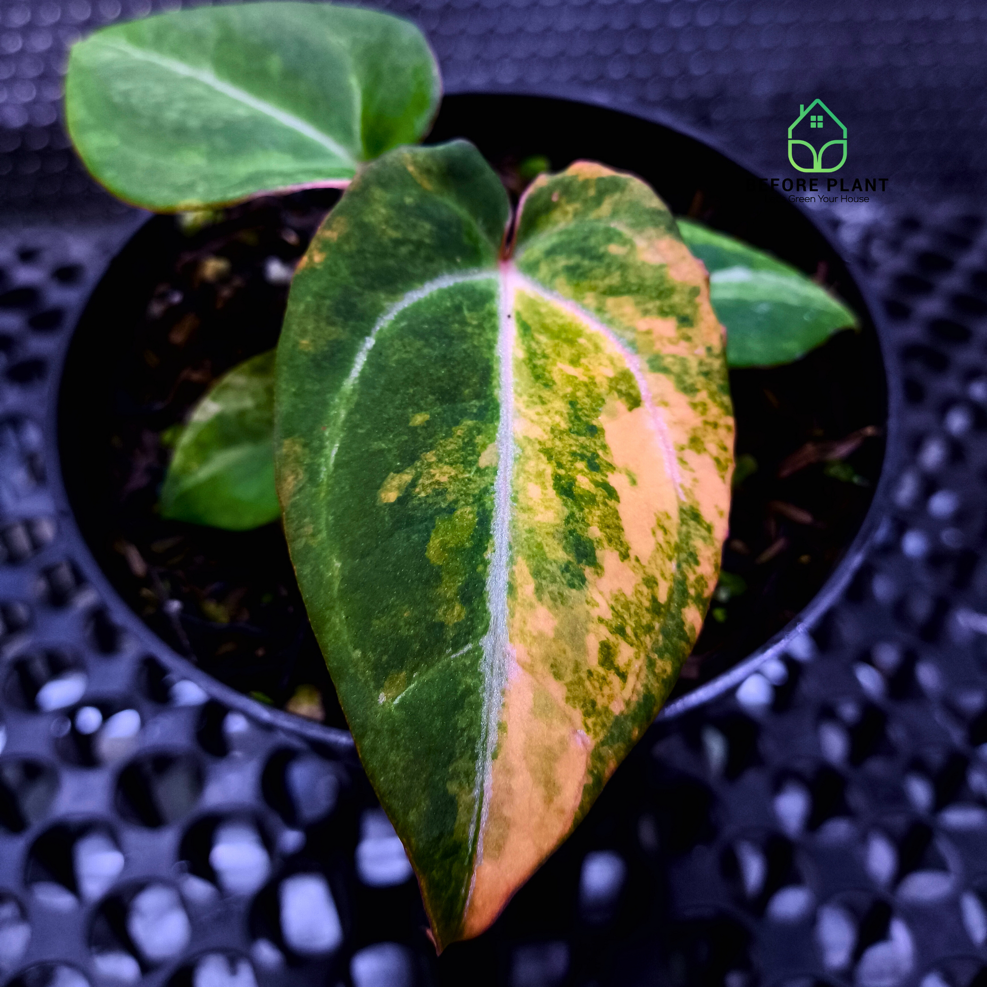 Anthurium Michelle Variegated x Self (Michelle Variegated