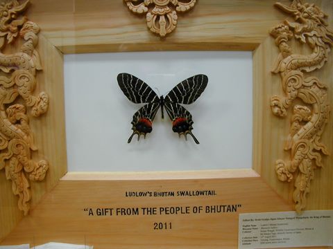 THE FLINTSTONE (bayfm 78.0MHz) :幻のチョウ「ブータンシボリアゲハ