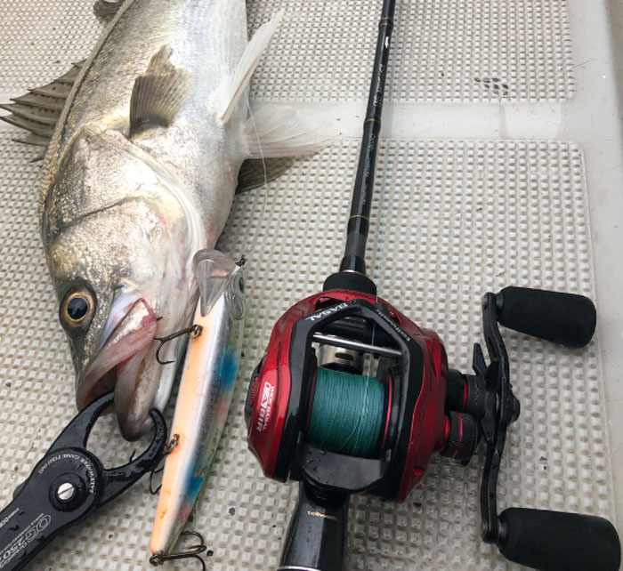 テイルウォーク ワイドバサル キャスティングモデル tail walk WIDE