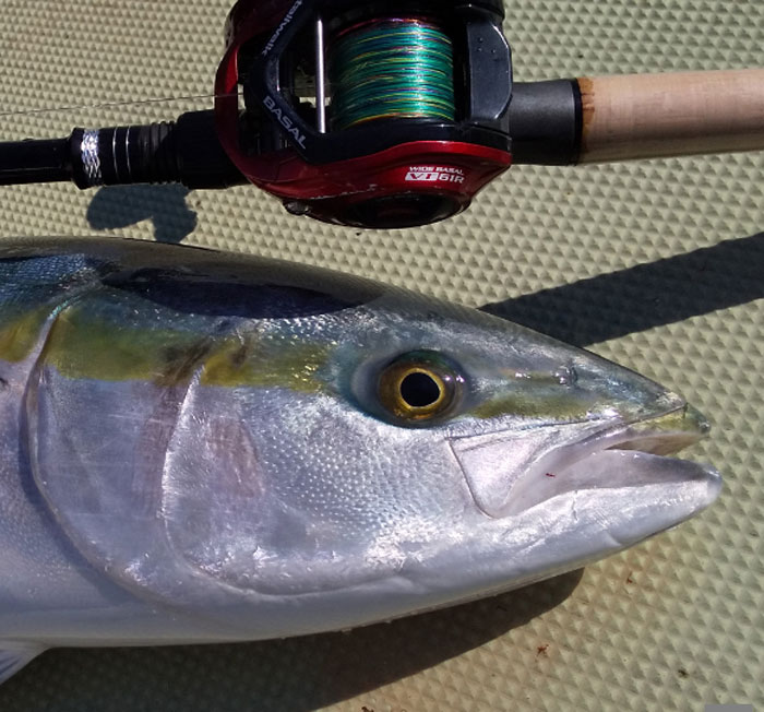 テイルウォーク ワイドバサル キャスティングモデル tail walk WIDE