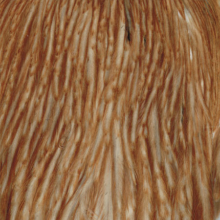 Whiting Farms Whiting Hen Neck Hackle | ホワイティング・ファーム