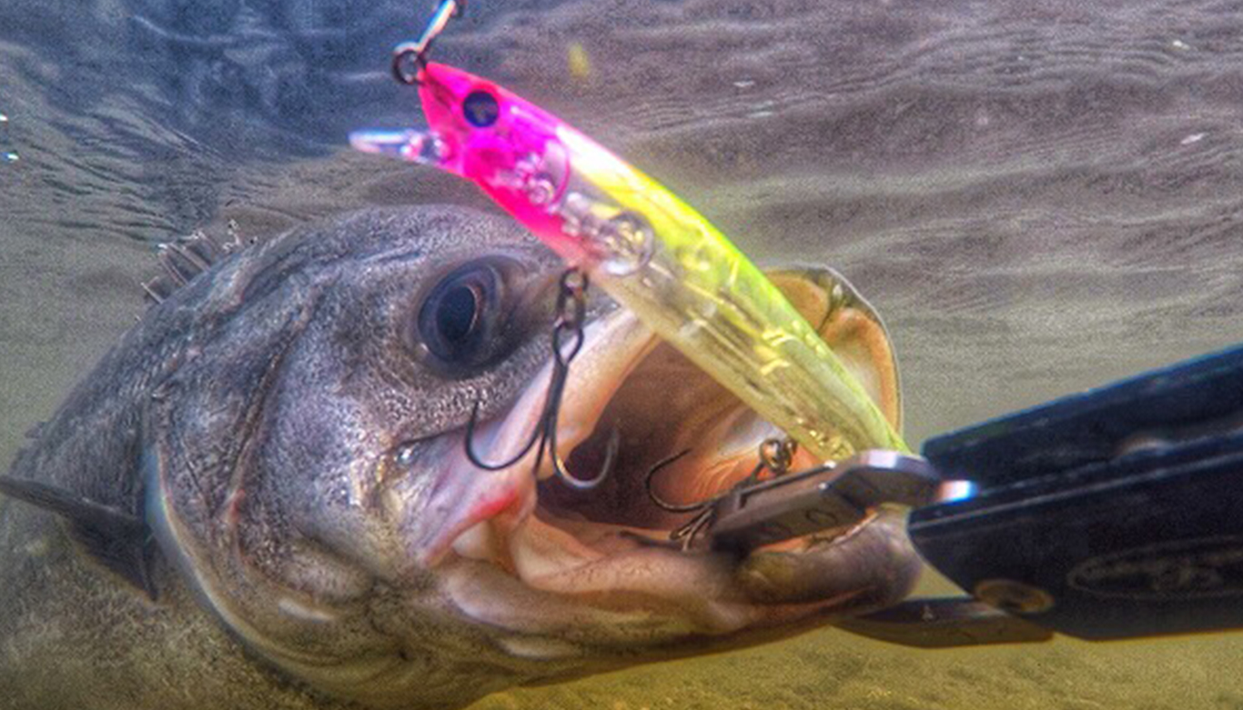 ブローウィン！125F-Slim | ブローウィン | ルアー | 製品 | BlueBlue