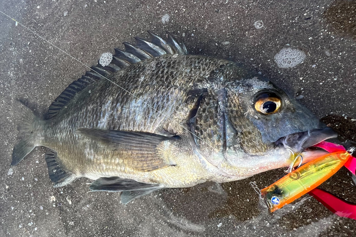 ガチポップ60 | ガチポップ | ルアー | 製品 | BlueBlue -ブルーブルー