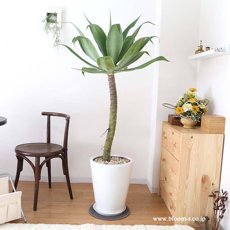 希少な品種の観葉植物 アガベ｜観葉植物 【ブルーミングスケープ】ブログ