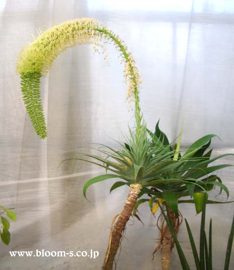 希少な品種の観葉植物 アガベ｜観葉植物 【ブルーミングスケープ】ブログ