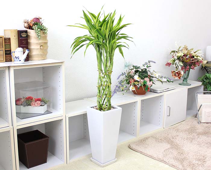 開運竹 7号 陶器鉢 Z 通販 販売｜観葉植物のブルーミングスケープ