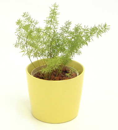 アスパラガス 育て方｜観葉植物 Dictionary｜ブルーミングスケープ