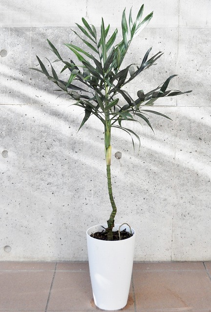 チャメドレア・テネラ(テネラヤシ)