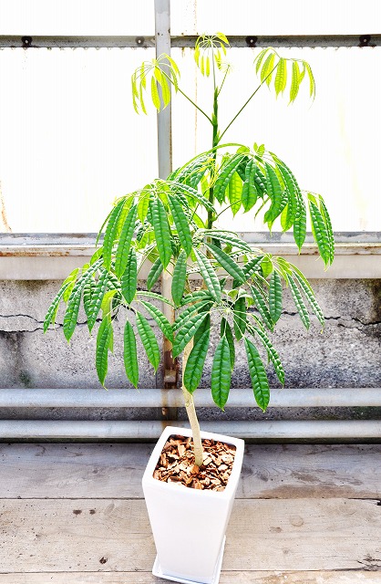 シェフレラ・スターシャイン