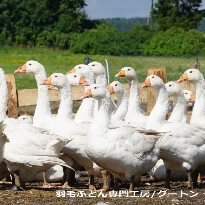 羽毛布団に使われる水鳥羽毛は、アイスランドや北ヨーロッパの