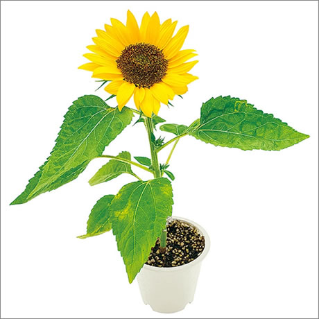 ミニひまわり栽培キット｜300円～499円｜ノベルティ・ゲットクラブ