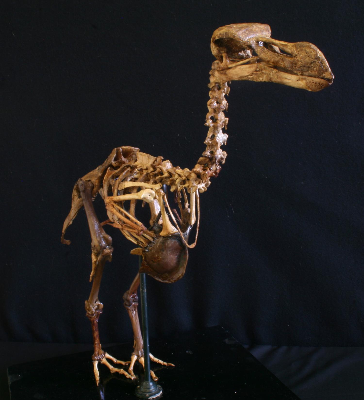 The first 3-D atlas of the extinct dodo | Geology Page