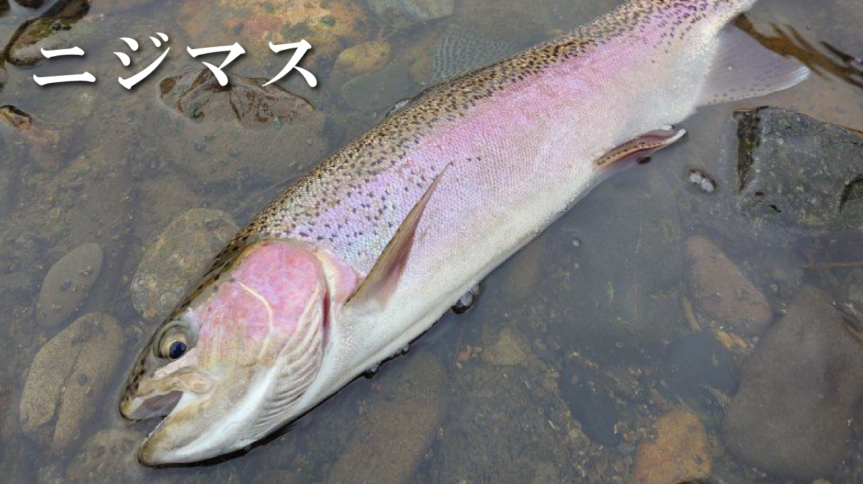 ピステスーツ GM3627 | がまかつ