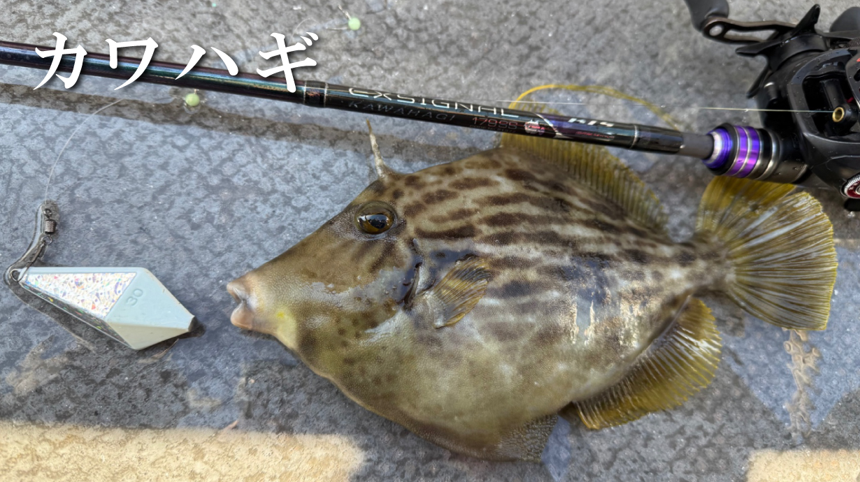 がま船 シーファング タチウオ | がまかつ