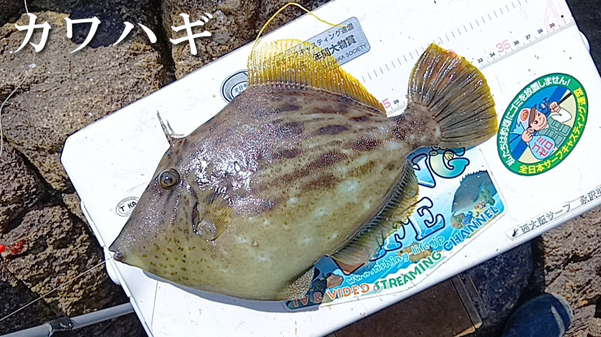 ORANGE Label トレーニングウォームスーツ GM3613 | がまかつ