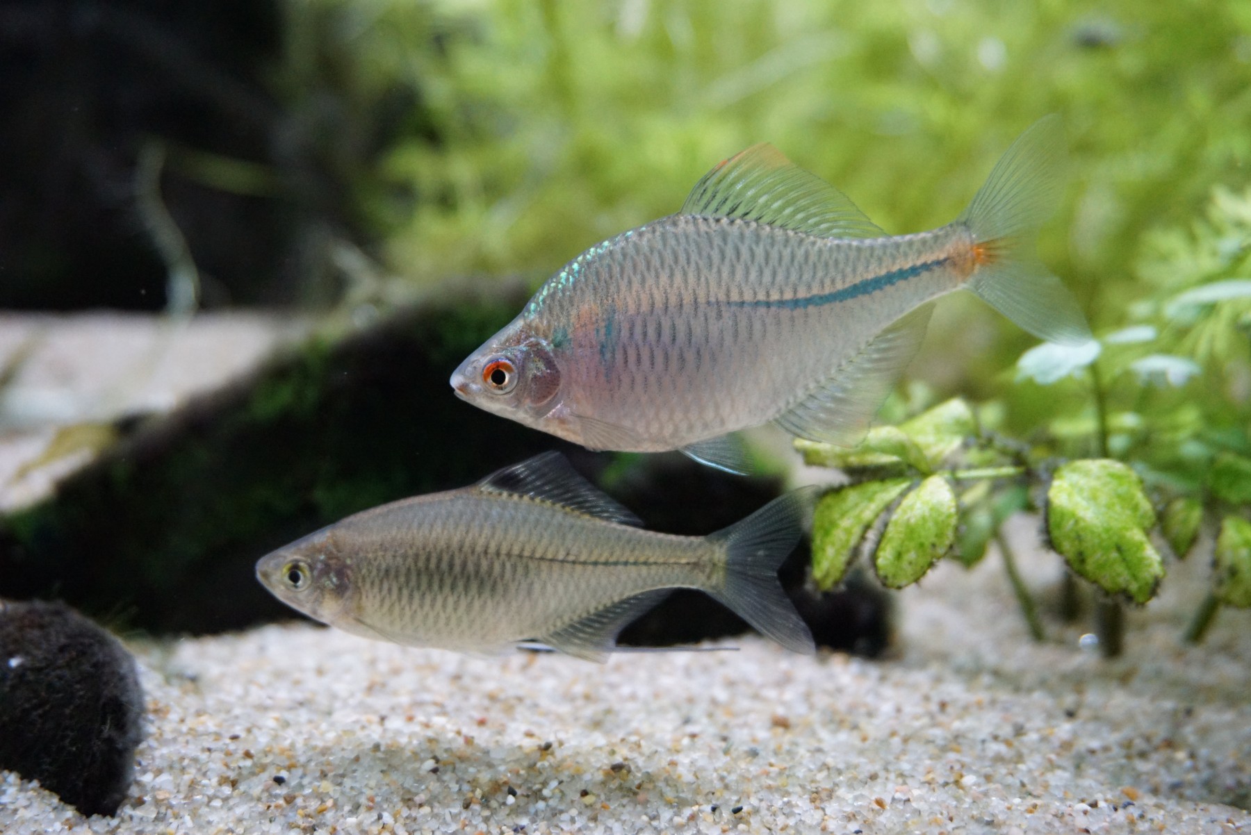 タイリクバラタナゴ – 男鹿水族館GAO