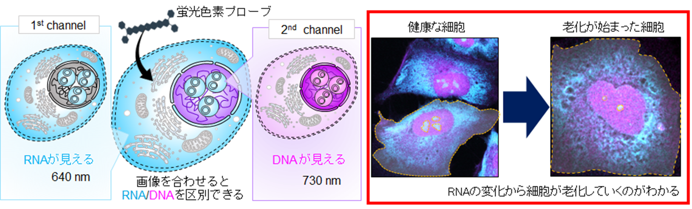 無害な光を用いたイメージングによる細胞内DNA・RNAの同時検出 | 研究