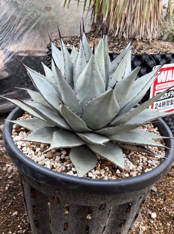 Agave parryi sp. neomexicana - アジアアロワナ・アクリル水槽・淡水
