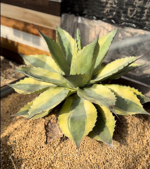 ovatifolia variegated 'ORCA' - アジアアロワナ・アクリル水槽・淡水